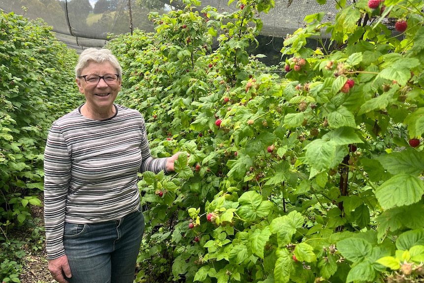 Cathie has short grey hair glasses and wears a striped shirt and jeans, she holds raspberries on a bush in a netted area