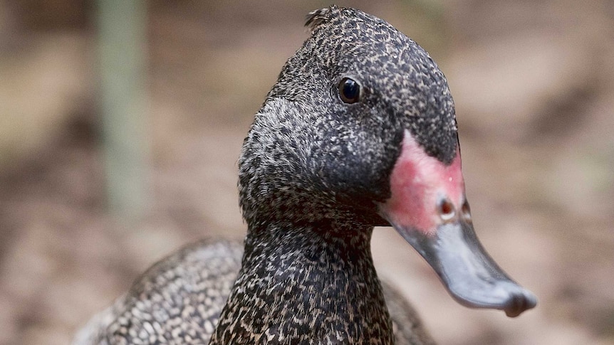 The freckled duck