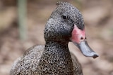 A brown duck with tiny white spots and a point of feathers on its head.