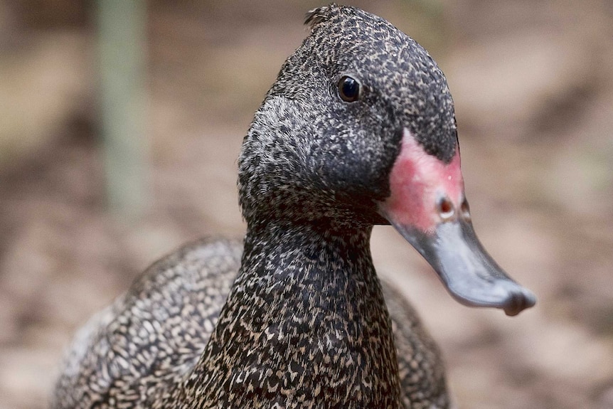 The Freckled Duck