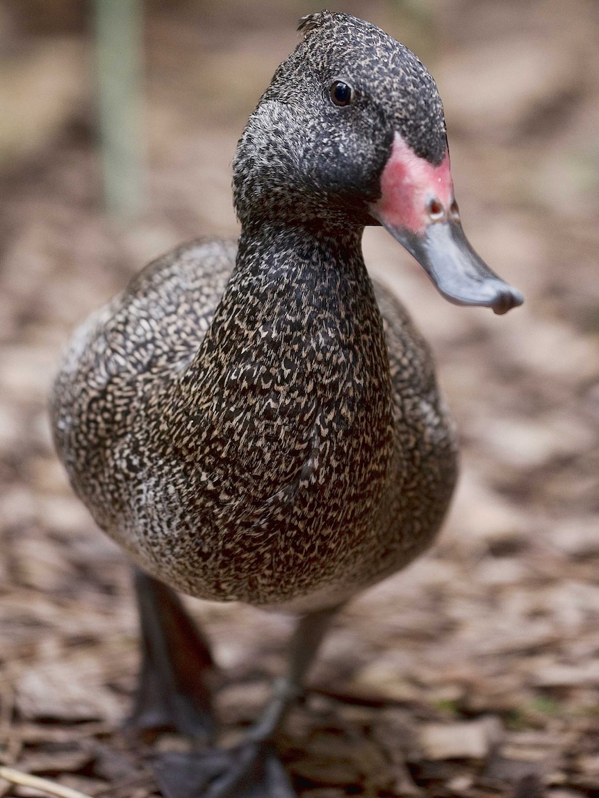 A brown duck with tiny white spots and a point of feathers on its head.