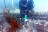 A diver is using an underwater camera to photograph the wreck