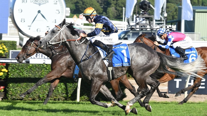 Race horses head towards the finish line.