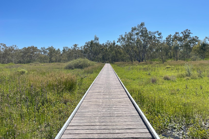 A wooden boardwalk through lush green marshes and trees