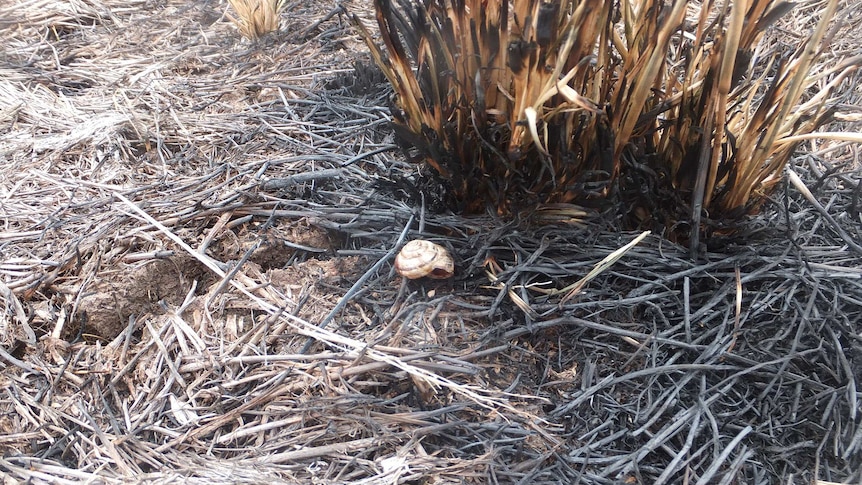The shell of a Common White Snail following a controlled burn of land to eradicate the pest.