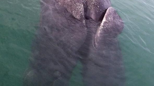 Conjoined gray whales found off the coast of Mexico.