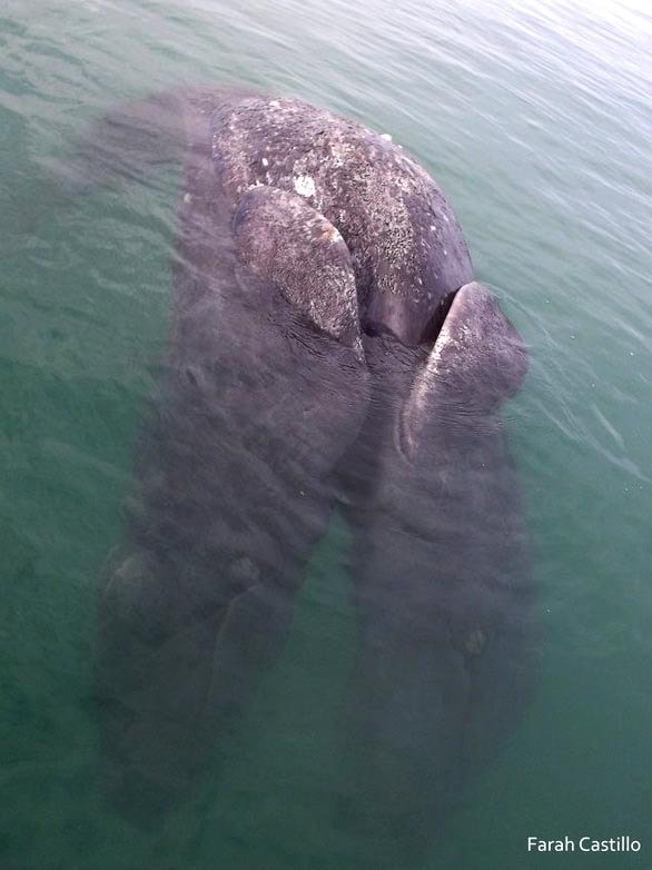 Conjoined gray whales found off the coast of Mexico.