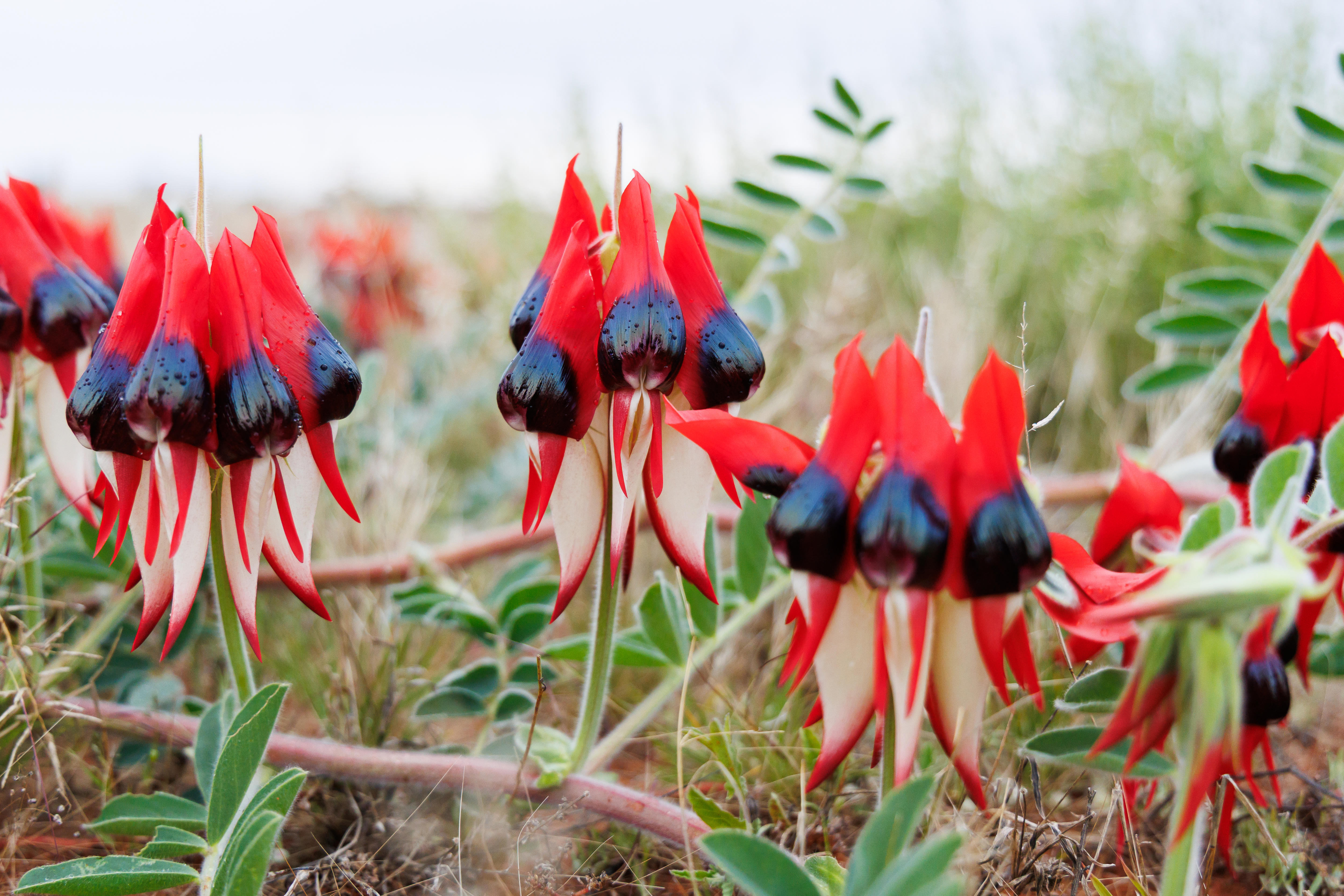 Sturt's desert peas in bloom.