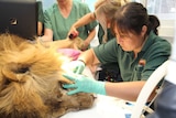 Perth Zoo's veterinary dentist Lian Yeap working to extract several of the lion's teeth.