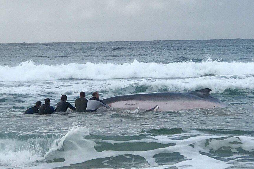 People touch a whale.
