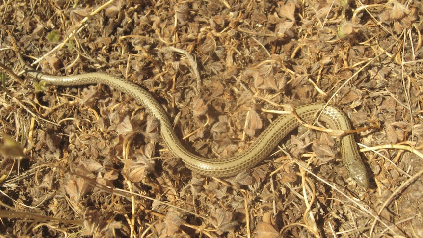 A striped legless lizard in the ACT.
