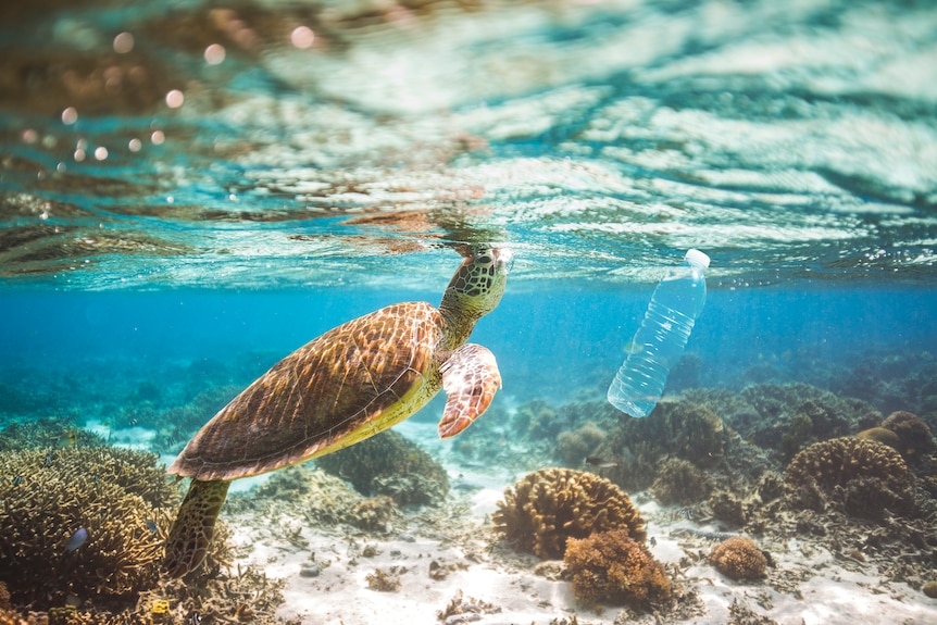 A turtle swimming next to a plastic bottle.