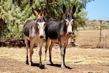 Two grey, white and black donkeys stand in a paddock with hay at their feet. 
