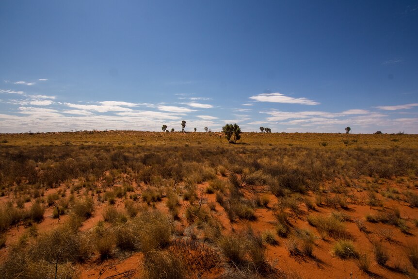 An Australian desert scene with orange-red dirt, spinifex tufts and a big blue sky on a flat landscape