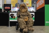 Someone in a chewbacca constume in a wheelchair.