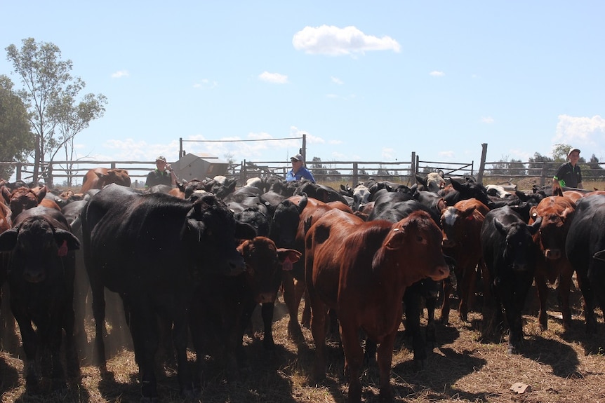 cattle with farmers