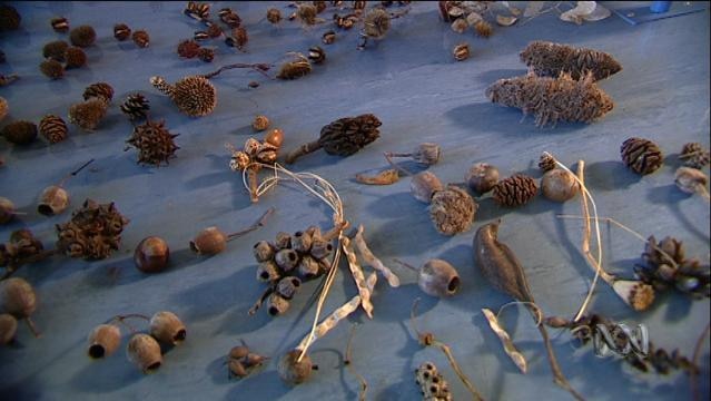 Dried seeds and seed pods