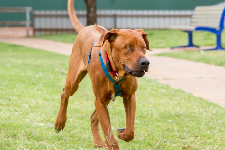 Samson runs through a park guided by his hearing and sense of smell.