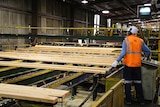 A timber worker inside a sawmill