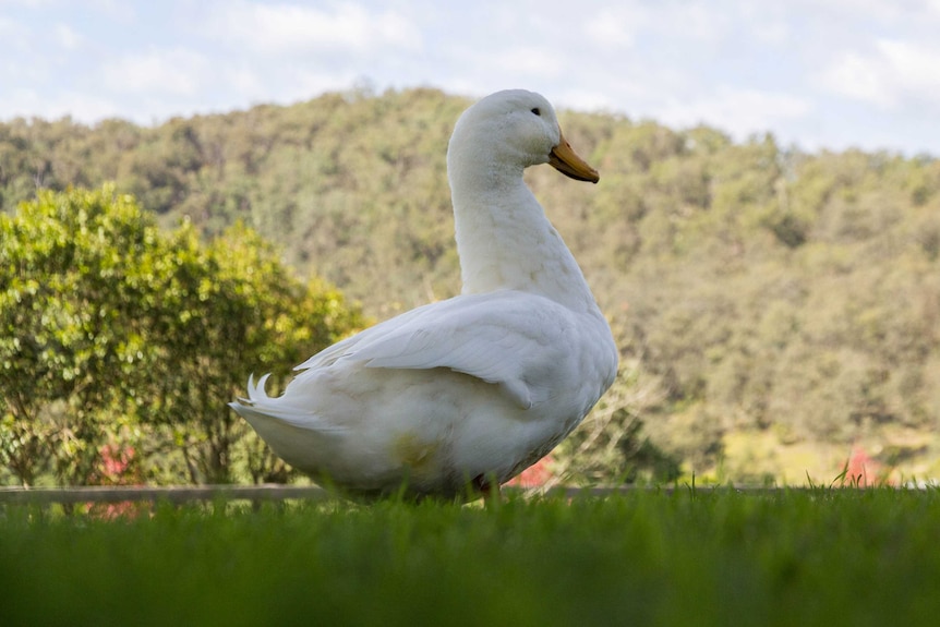 A duck sits on grass.