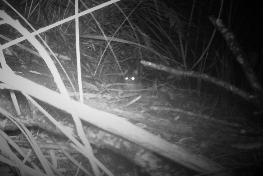 Photo d'un prétendu thylacine juvénile dans la brousse.