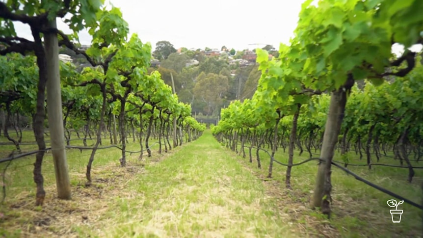 Rows of grapevines growing in a field