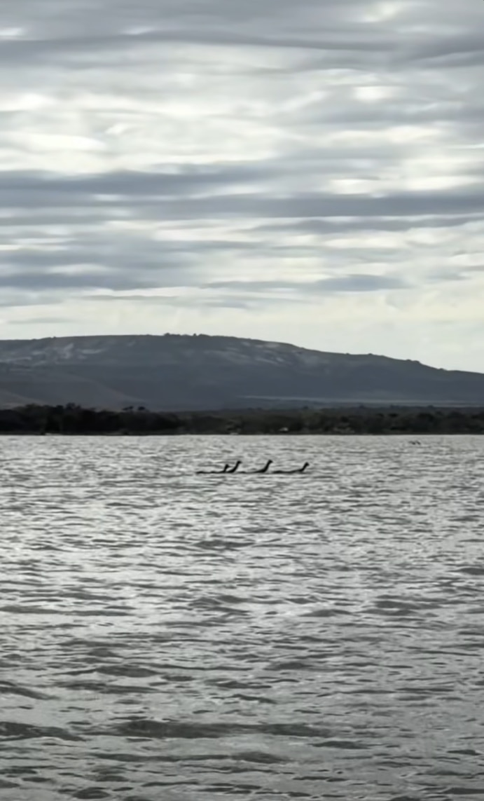 Long emu necks poking out of a river, with a hill in the background. Emus are at a distance to the camera.