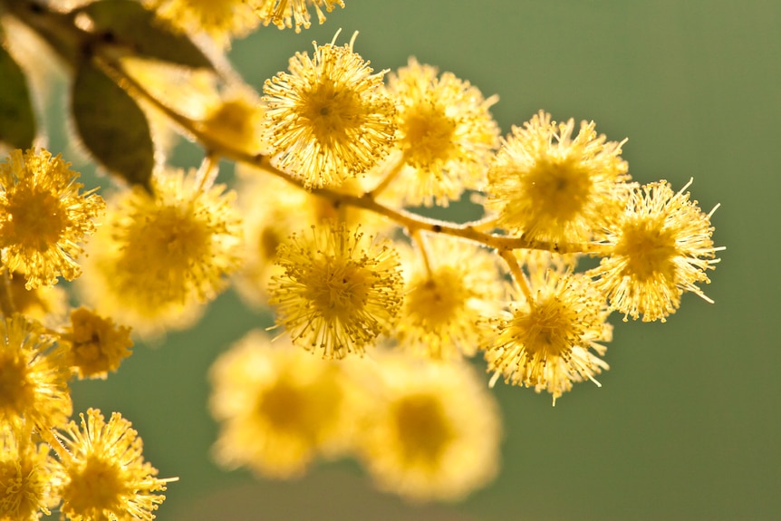 Close up of wattle