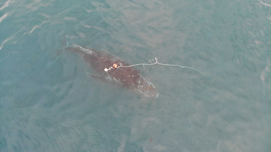 Drone footage of a whale that was entangled in South Australia.