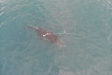 Drone footage of a whale that was entangled in South Australia.