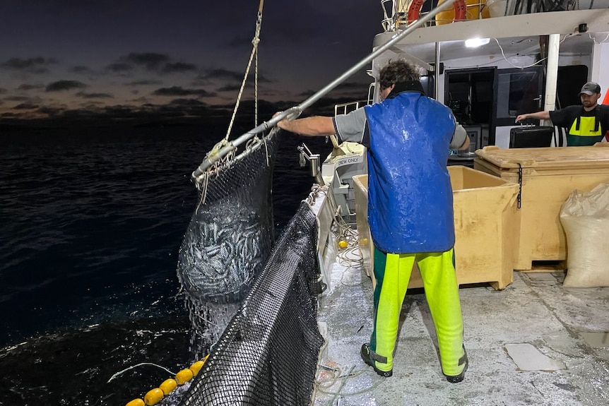 His back is to the camera, a net full of fish dangles over the side of the boat as he pulls it in.