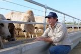 Patrick Underwood from Australian Cattle Enterprises inspecting live export cattle near Townsville.