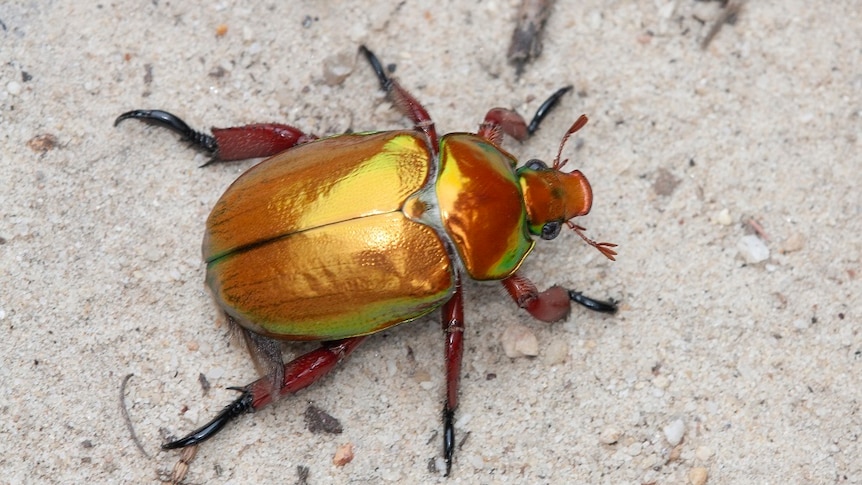 A close up of yellow and gold Christmas beetle 