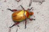 A close up of yellow and gold Christmas beetle 