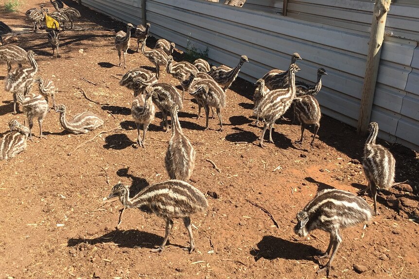 Growing emu chicks in outside enclosure