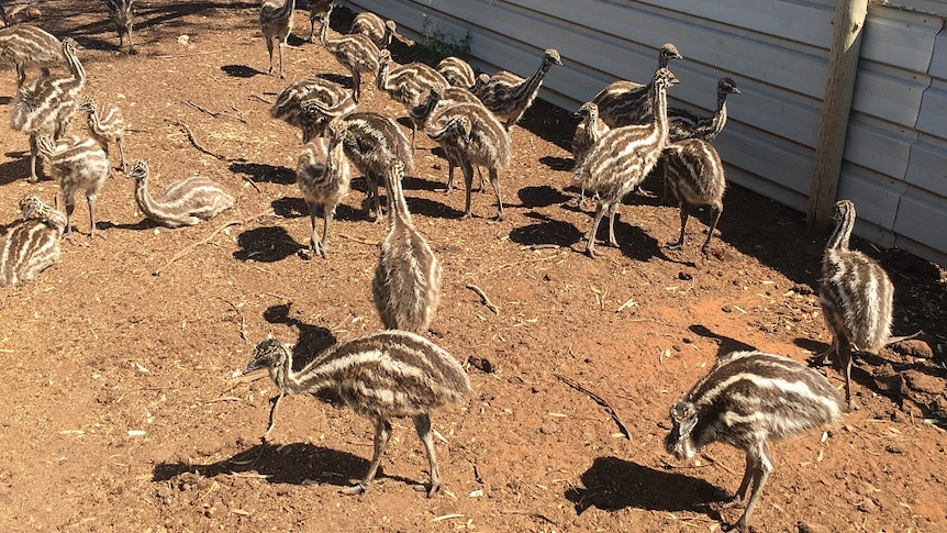 Growing emu chicks in outside enclosure