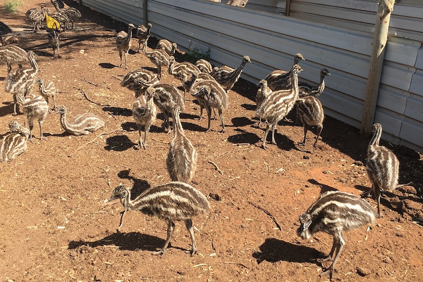 Growing emu chicks in an outside enclosure.