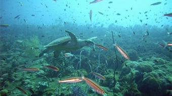 Turtle swimming on Great Barrier Reef  (Rick Hawkins/www.sxc.hu)