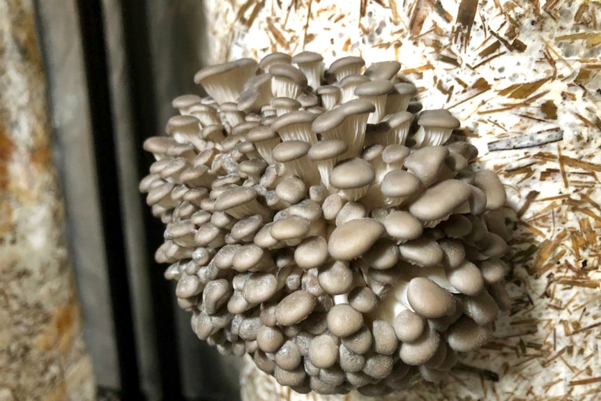 A beautiful cluster of oyster mushrooms growing from a bag filled with organic sugar cane.
