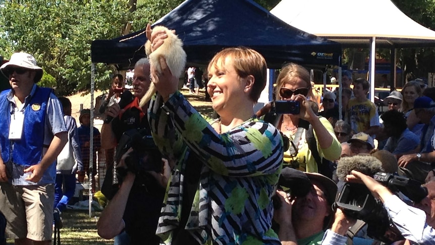A ferret representing the Tasmanian Premier Lara Giddings has won the annual ferret race at the Henley-on-Mersey Australia Day event.