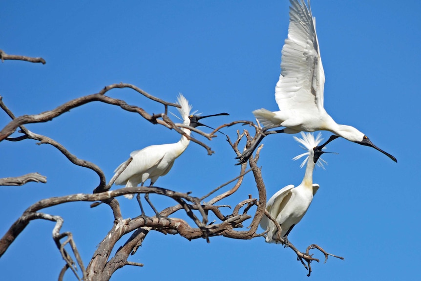 Royal Spoonbills at the flooded Lake Cowal