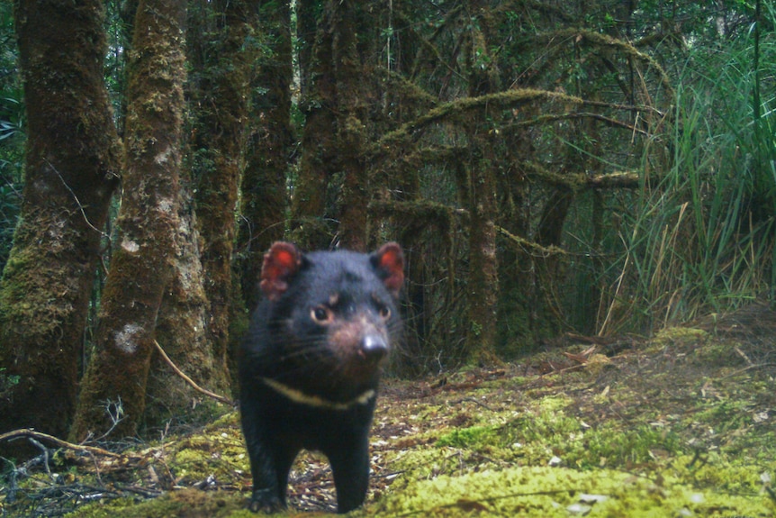 A Tasmanian devil stands in front of a trail camera. Behind it is wet forest.