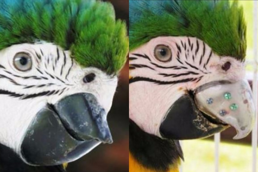 Before and after bird shots