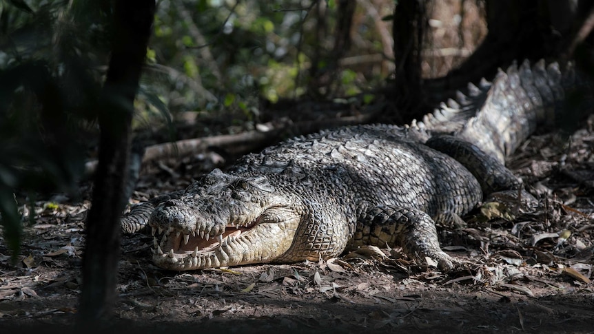 A crocodile on a riverbank near Darwin.