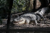 A crocodile on a riverbank near Darwin.