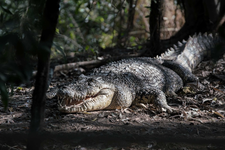 A crocodile on a riverbank near Darwin.