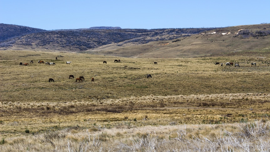 several herds of horses grazing on the open alpine plains in Kosciuszko national park