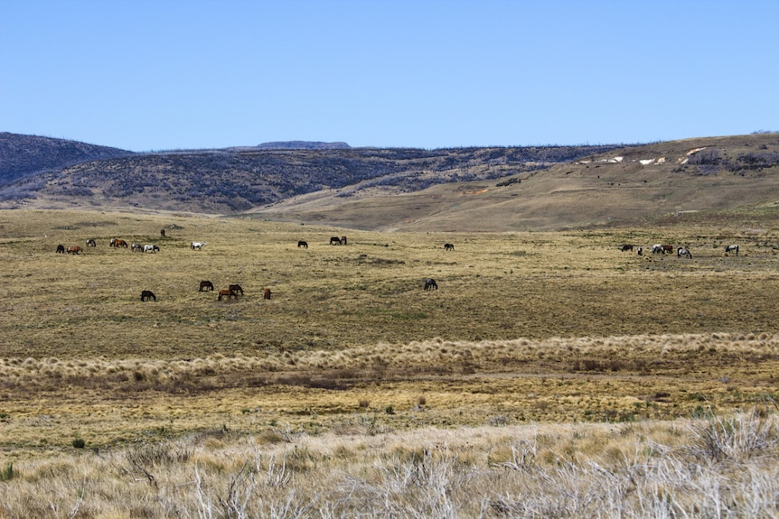 A herd of horses grazing on an alpine plain.