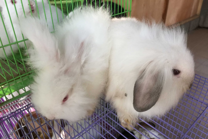 Pet rabbits at an animal market in Yogyakarta, Indonesia