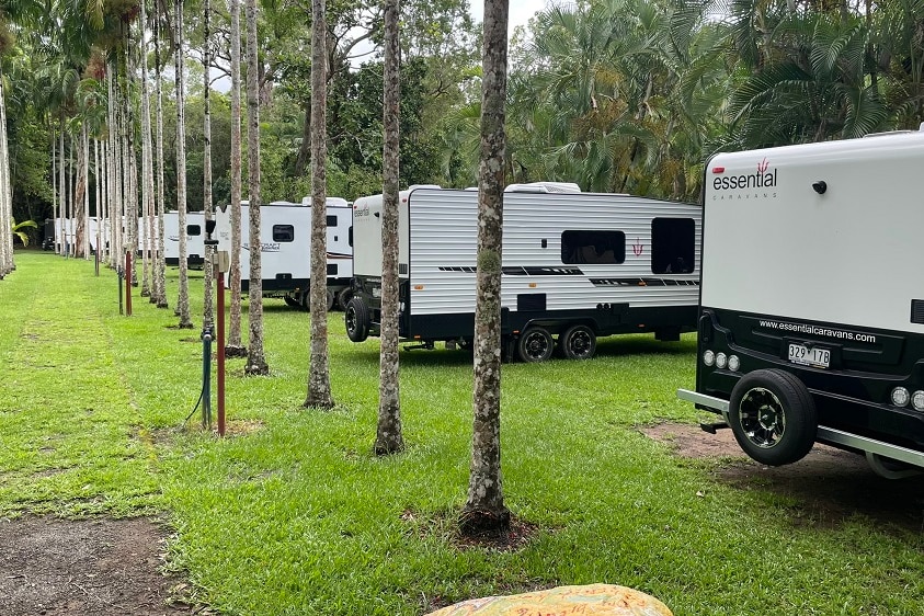 A row of white caravans parked beneath palm trees on a lawned area